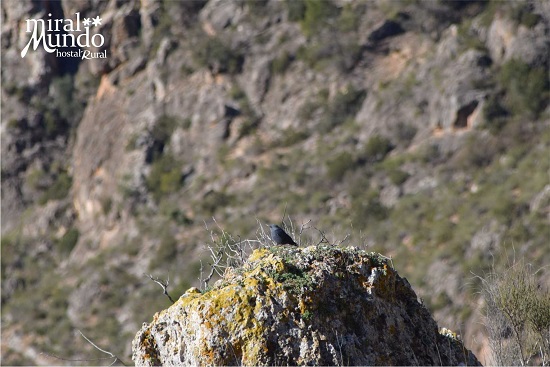 Ornitología en Albacete - Roquero solitario - Miralmundo