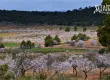 Floracion del almendro en la Sierra del Segura Miralmundo 3
