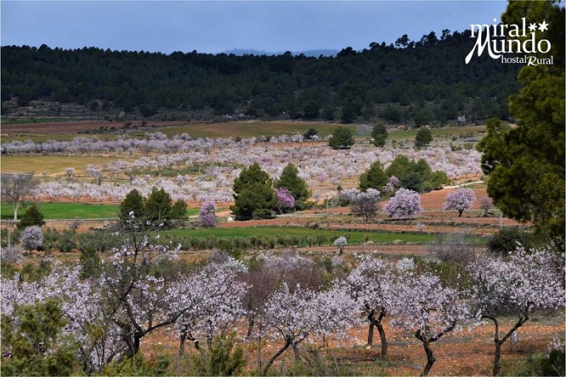 Floracion del almendro en la Sierra del Segura Miralmundo 3 Floracion del almendro en la Sierra del Segura Miralmundo 3