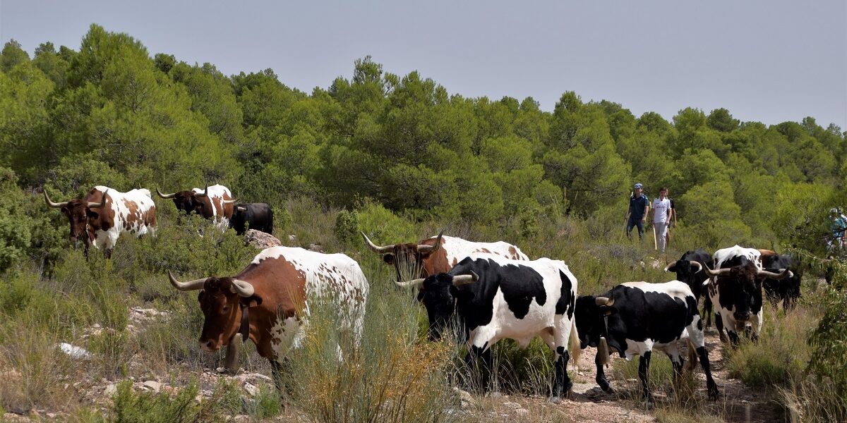 Encierros Albacete 2019