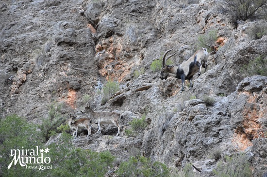 Cabra Montesa - Ecoturismo en Albacete